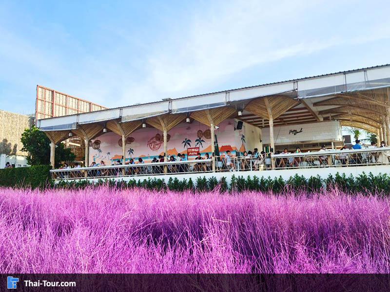 สวนหญ้าสีม่วงส่งตรงจากเชียงใหม่