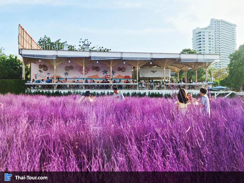 สวนหญ้าสีม่วงส่งตรงจากเชียงใหม่