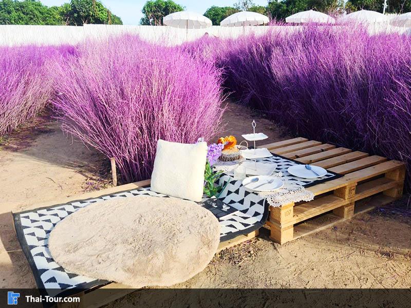 สวนหญ้าสีม่วงส่งตรงจากเชียงใหม่