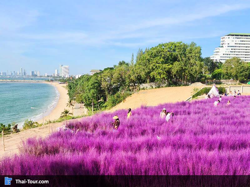 สวนหญ้าสีม่วงส่งตรงจากเชียงใหม่