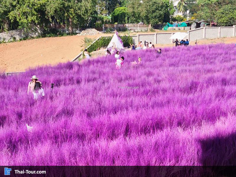 สวนหญ้าสีม่วงส่งตรงจากเชียงใหม่