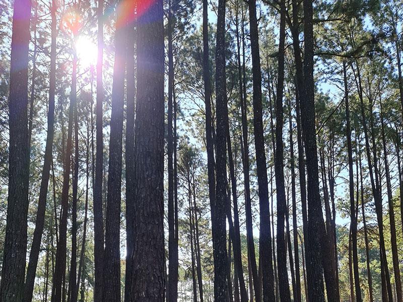 สวนสนบ่อแก้ว