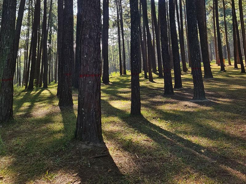 สวนสนบ่อแก้ว