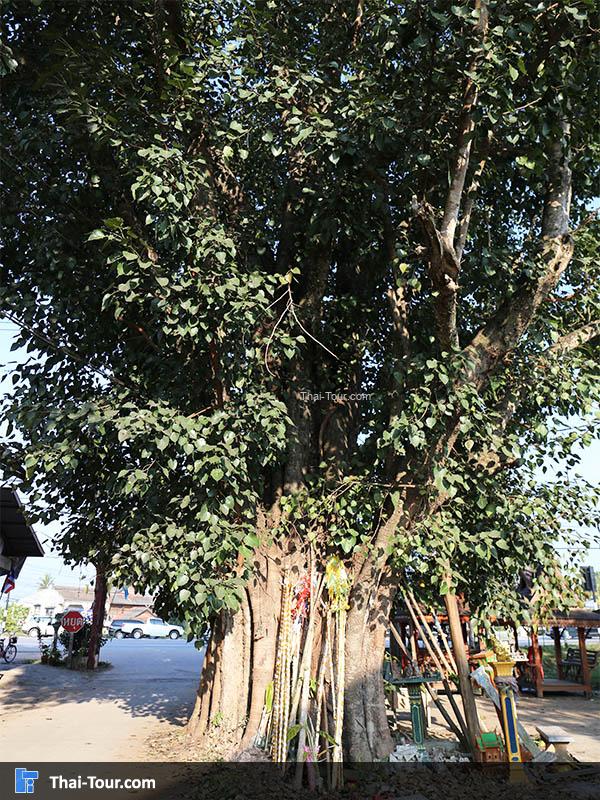 ต้นไม้ วัดศรีบุญเรือง