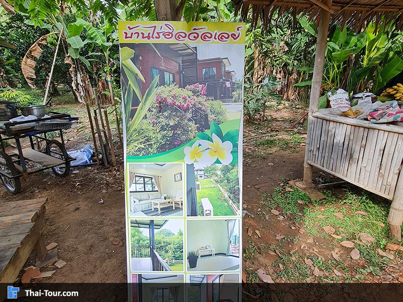 ร้านขายของ ต้นไม้ยักษ์ บ้านสะนำ