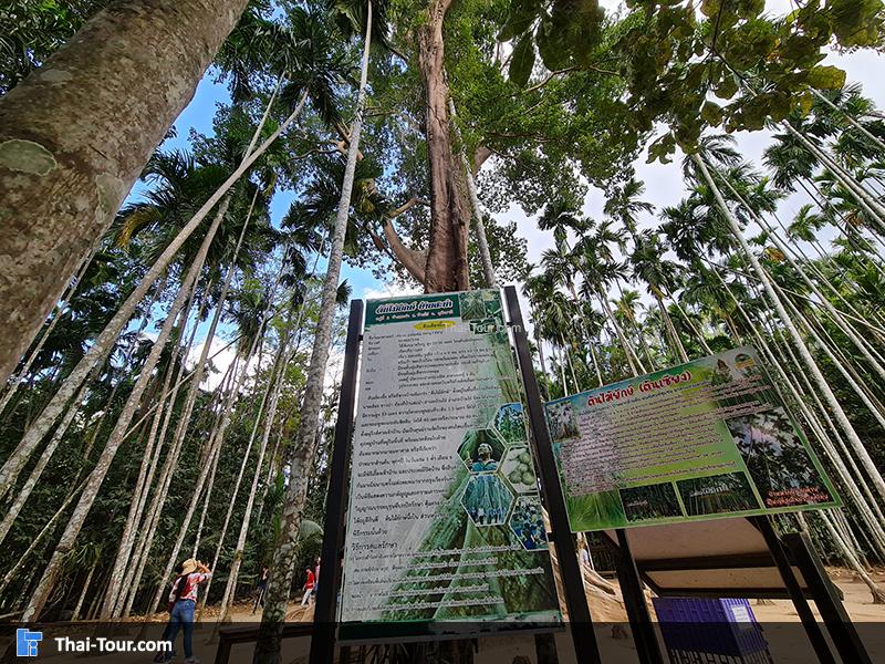 ต้นไม้ยักษ์ บ้านสะนำ