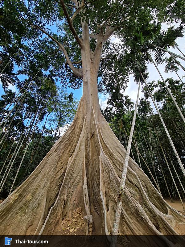 ร้านขายของ ต้นไม้ยักษ์ บ้านสะนำ