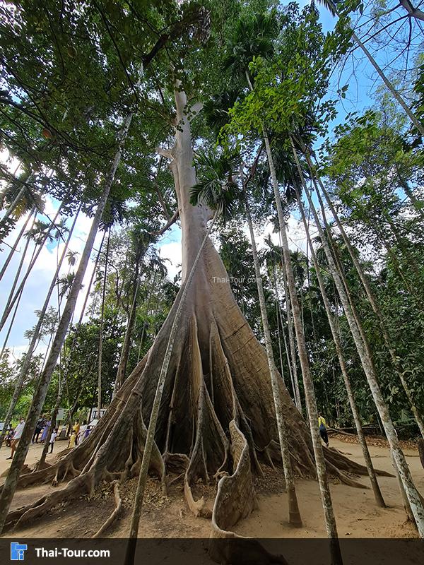 ต้นไม้ยักษ์ บ้านสะนำ