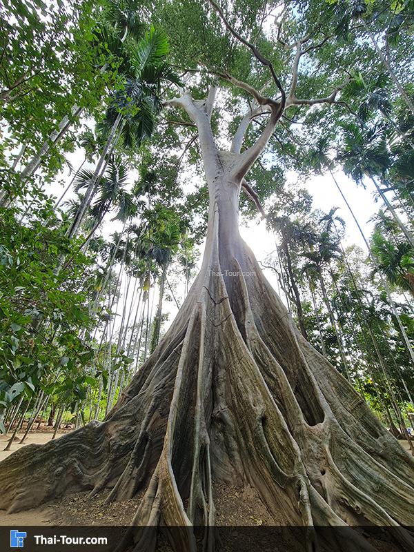 ต้นไม้ยักษ์ บ้านสะนำ