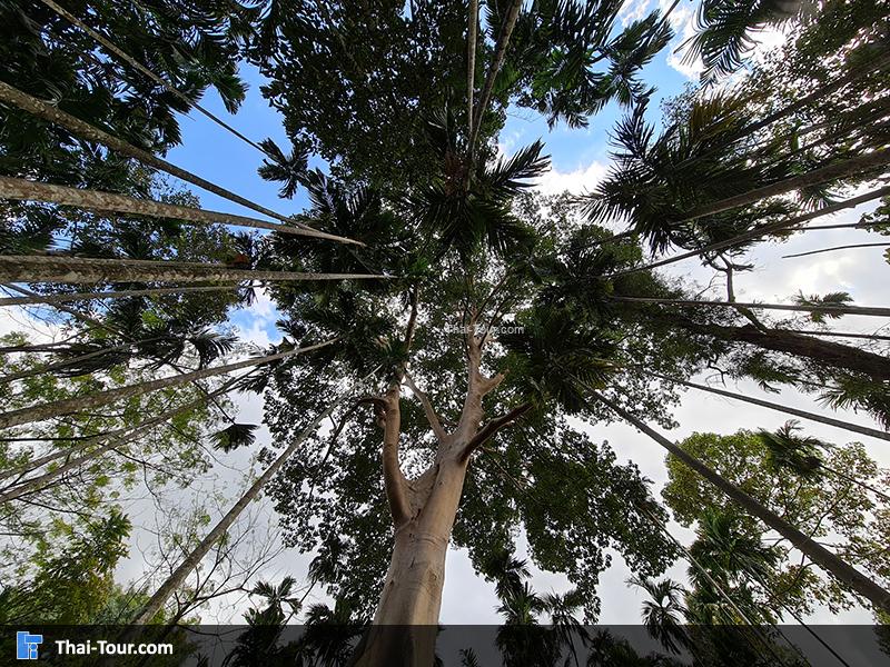 ต้นไม้ยักษ์ บ้านสะนำ