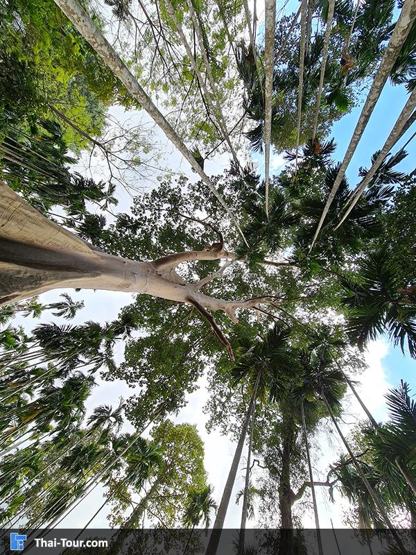 ต้นไม้ยักษ์ บ้านสะนำ