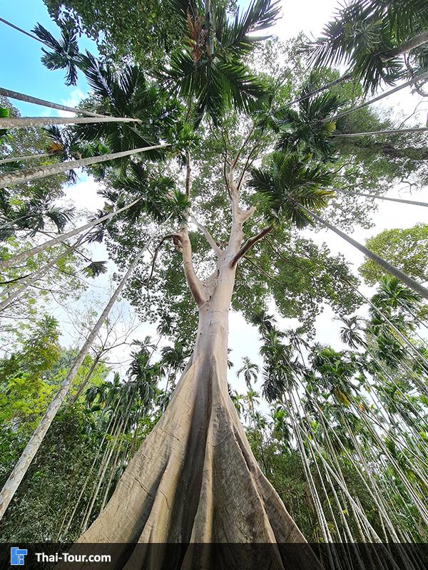 ต้นไม้ยักษ์ บ้านสะนำ
