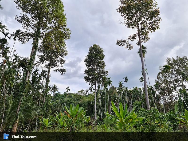 ต้นไม้ยักษ์ บ้านสะนำ