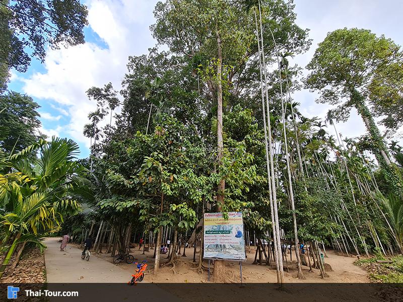 ต้นไม้ยักษ์ บ้านสะนำ