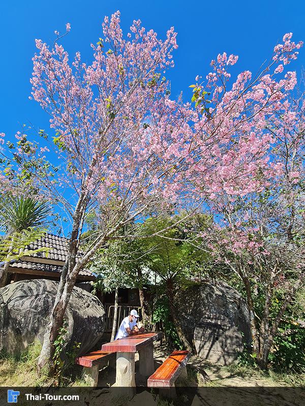 จุดชมวิว หน่วยทับเบิก 