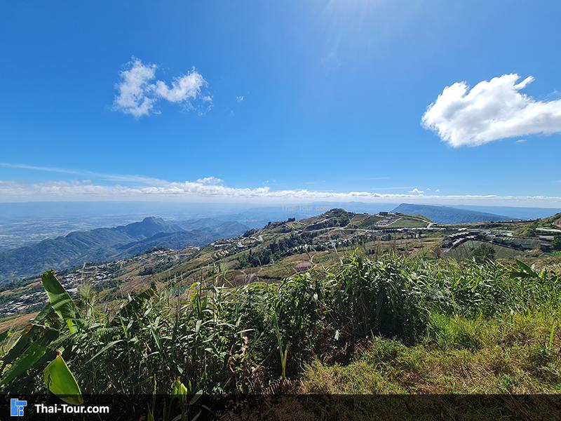 ดอกพญาเสือโคร่ง