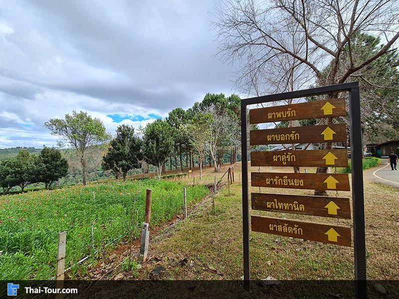 ป้าย ทุ่งดอกกระดาษ ภูหินร่องกล้า