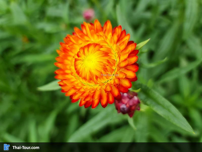 ทุ่งดอกกระดาษ ภูหินร่องกล้า