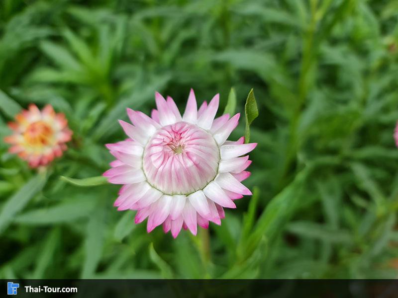 ทุ่งดอกกระดาษ ภูหินร่องกล้า