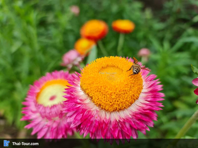 ทุ่งดอกกระดาษ ภูหินร่องกล้า