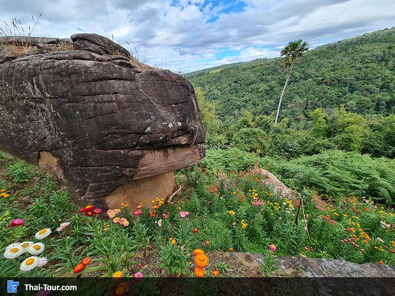 ทุ่งดอกกระดาษ ภูหินร่องกล้า