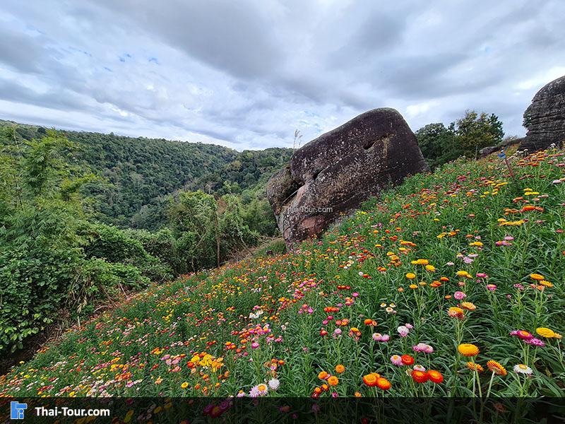 ทุ่งดอกกระดาษ ภูหินร่องกล้า