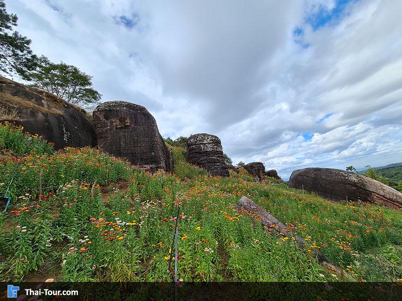 ทุ่งดอกกระดาษ ภูหินร่องกล้า