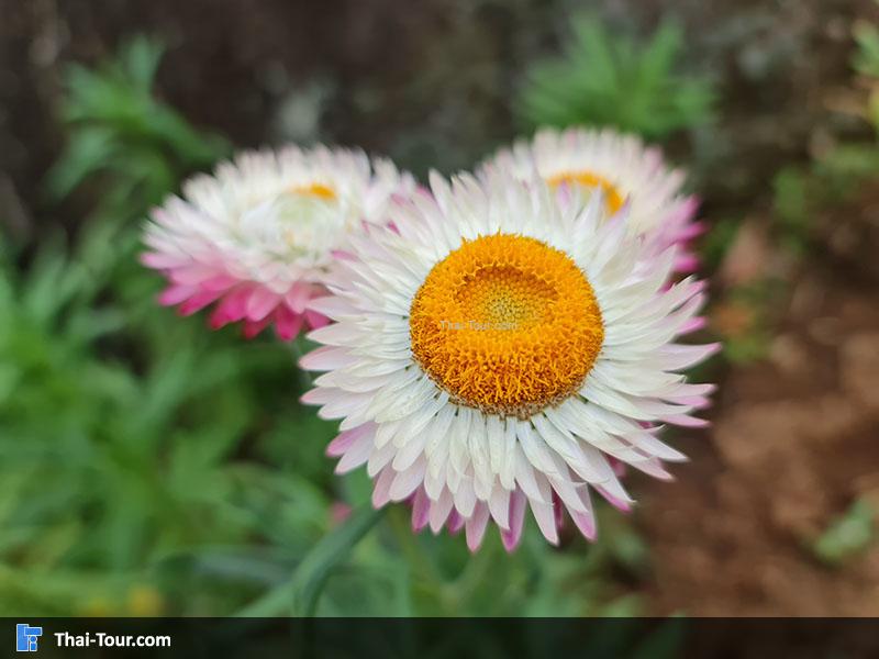 ทุ่งดอกกระดาษ ภูหินร่องกล้า