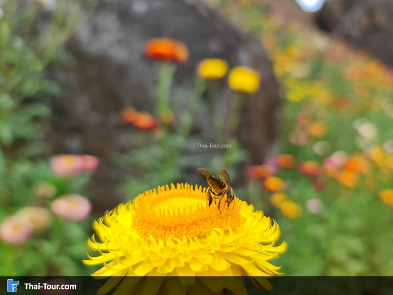 ทุ่งดอกกระดาษ ภูหินร่องกล้า