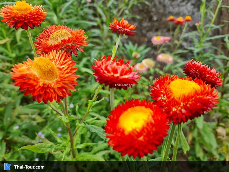 ทุ่งดอกกระดาษ ภูหินร่องกล้า