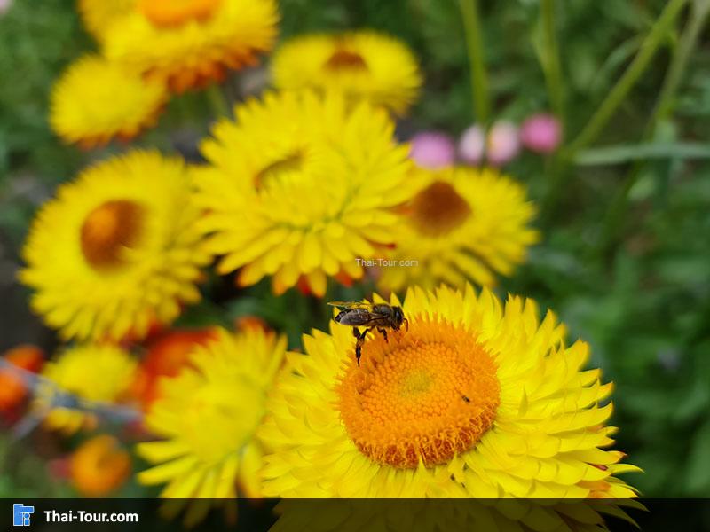 ทุ่งดอกกระดาษ ภูหินร่องกล้า