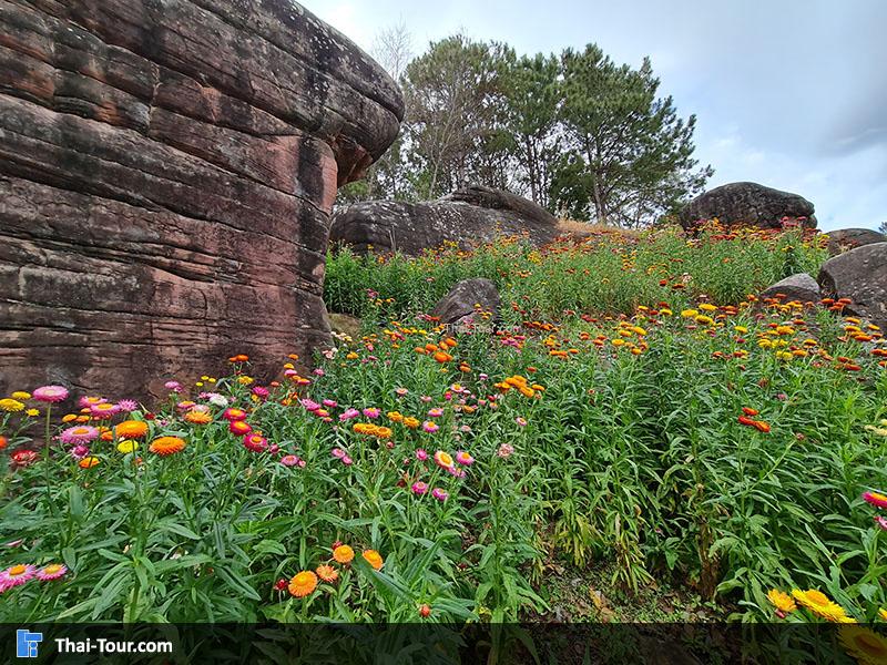 ทุ่งดอกกระดาษ ภูหินร่องกล้า