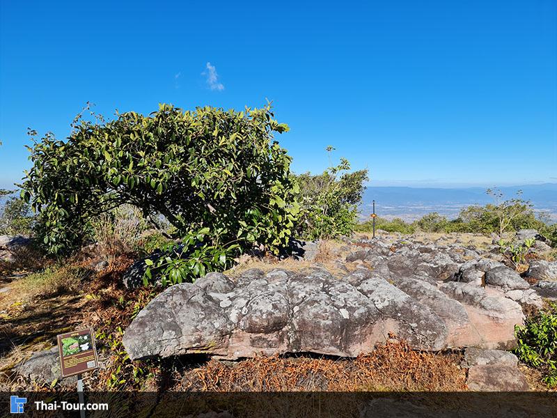 ลานหินแตก 