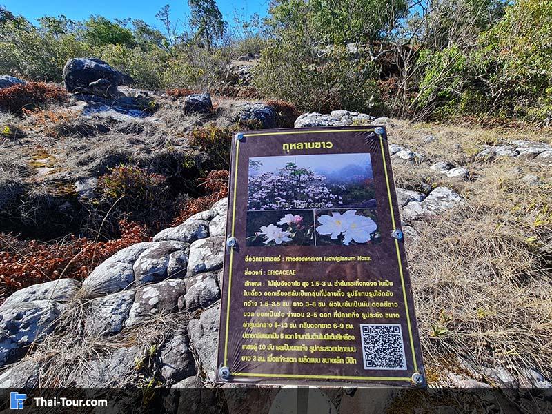 ประวัติความเป็นมา