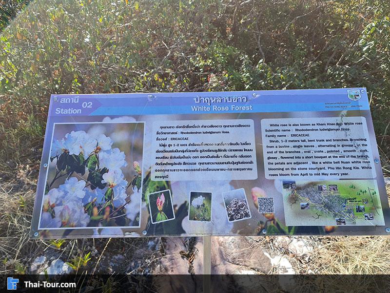 ประวัติความเป็นมา