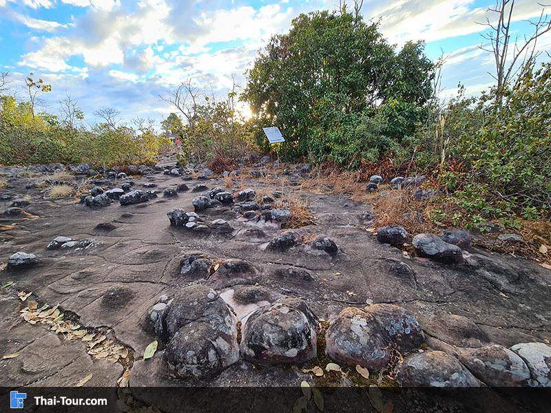 ลานหินปุ่ม