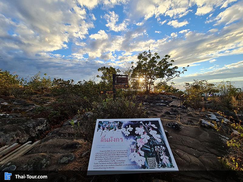 ลานหินปุ่ม