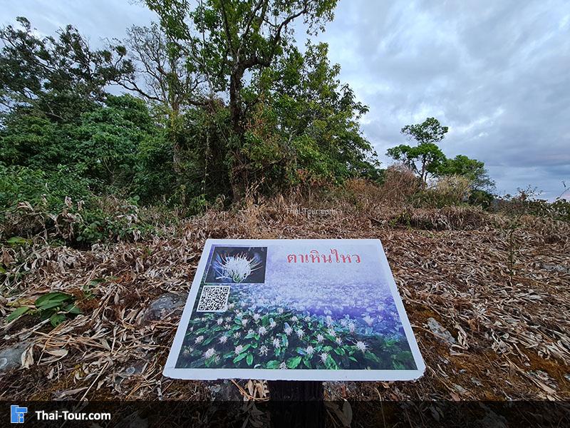 ต้นตาเหินไหว