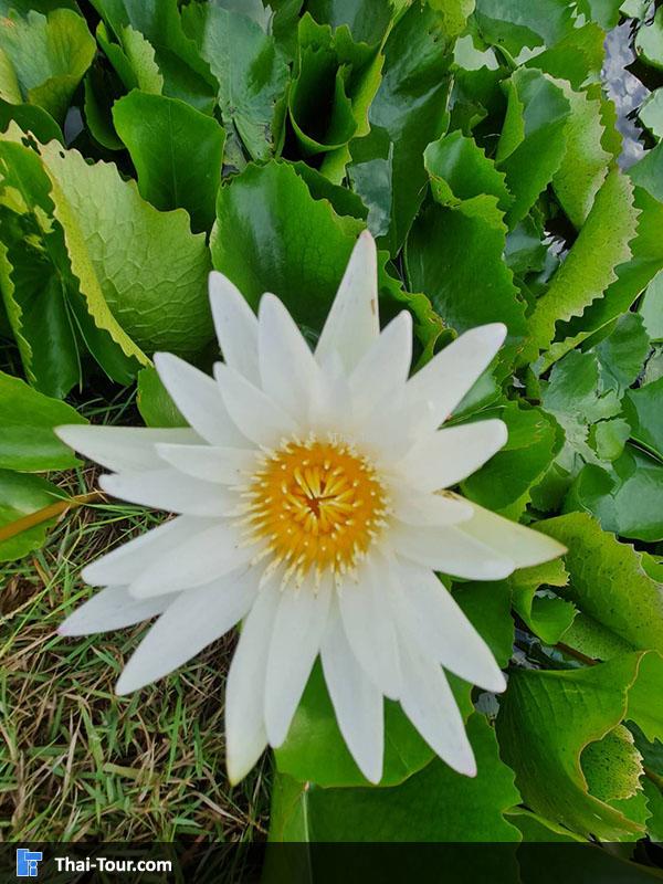 ดูบัวคาเฟ่