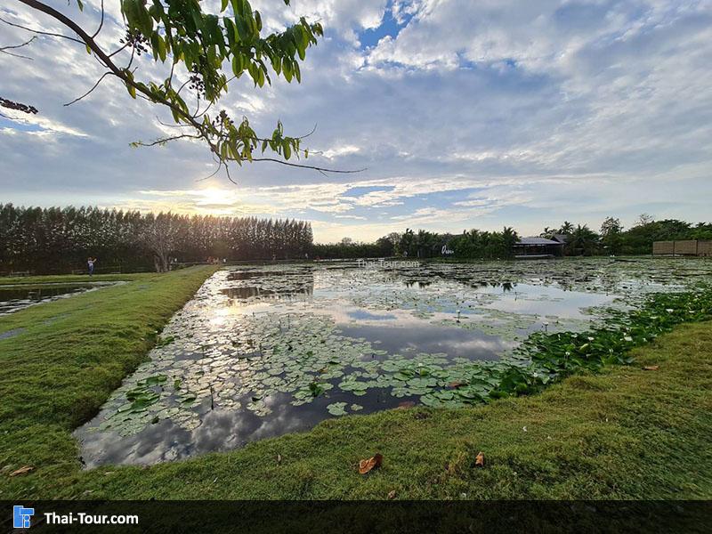 ดูบัวคาเฟ่