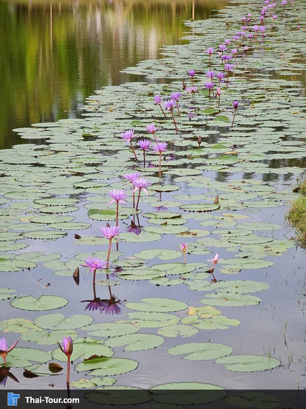 ดูบัวคาเฟ่