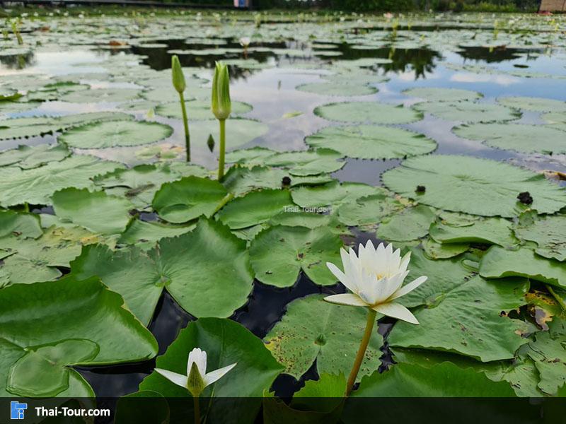 ดูบัวคาเฟ่