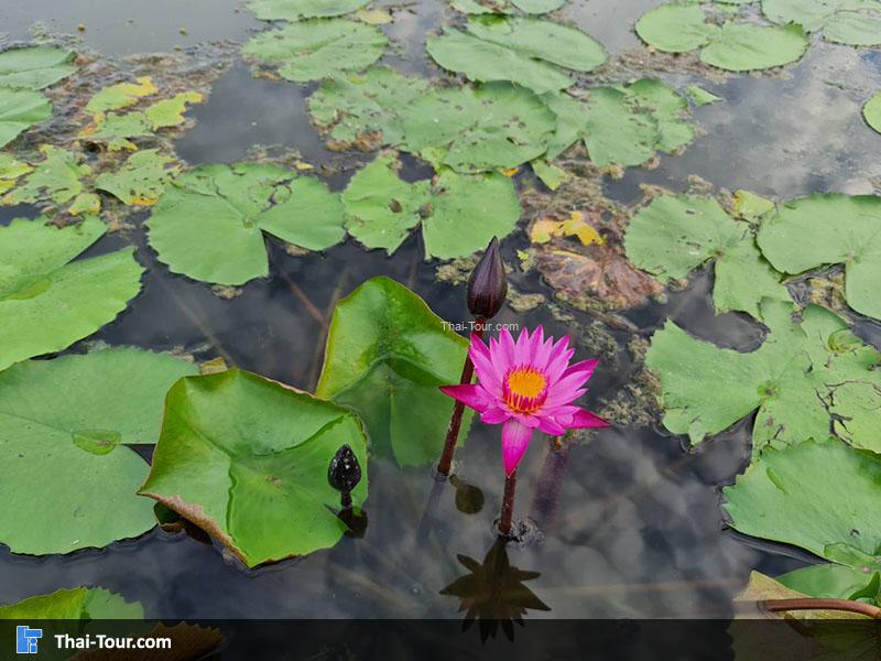 ดูบัวคาเฟ่