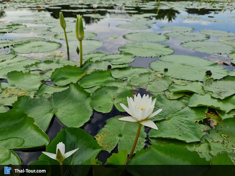 ดูบัวคาเฟ่