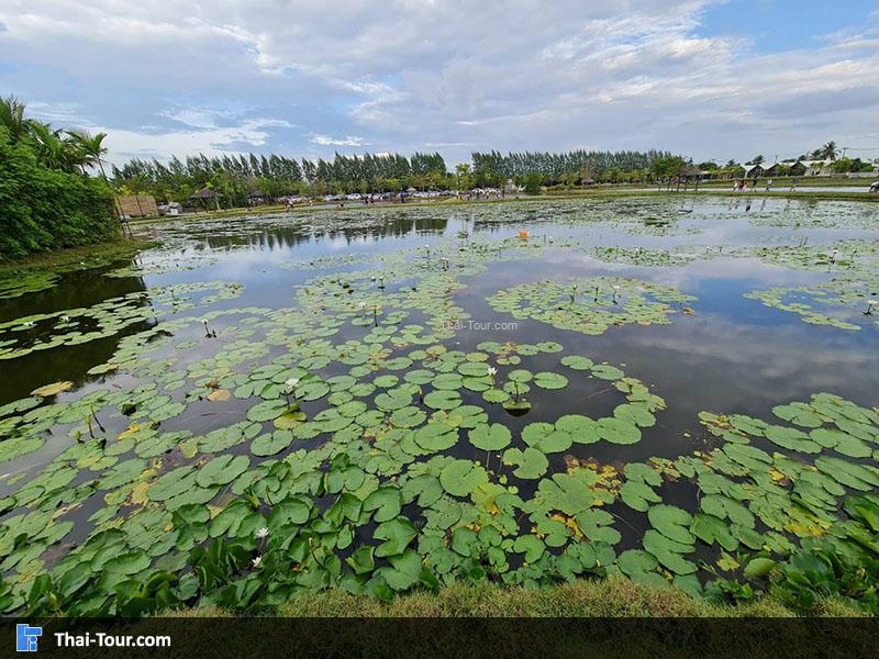 ดูบัวคาเฟ่