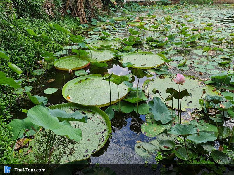 ดูบัวคาเฟ่
