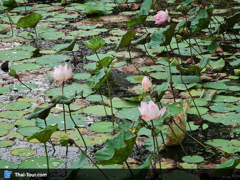 ดูบัวคาเฟ่