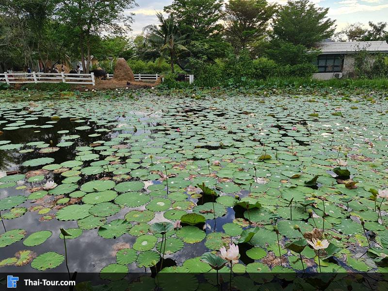 ดูบัวคาเฟ่