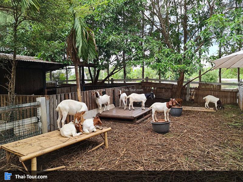 จุดชมสัตว์