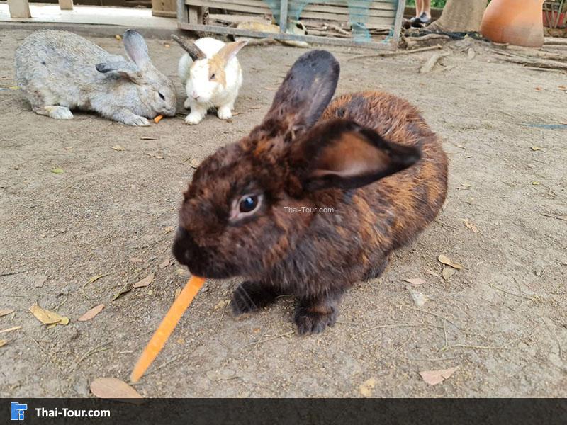 กระต่ายน้อย